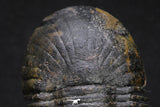 20051 - Top Well Prepared "Flying" 2.44 Inch Paralejurus spatuliformis Devonian Trilobite