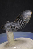 20051 - Top Well Prepared "Flying" 2.44 Inch Paralejurus spatuliformis Devonian Trilobite