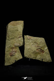 21117 - Rare Unidentified Asaphid + Toletanaspis sp Trilobites Lower Ordovician Fezouata Fm