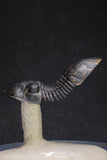 20051 - Top Well Prepared "Flying" 2.44 Inch Paralejurus spatuliformis Devonian Trilobite