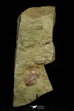 21117 - Rare Unidentified Asaphid + Toletanaspis sp Trilobites Lower Ordovician Fezouata Fm
