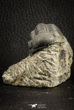 07150 - Top Detailed 2.20 Inch Austerops sp Lower Devonian Trilobite