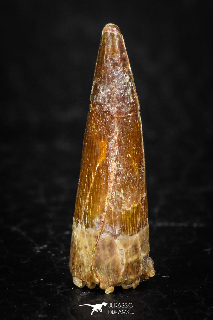 08172 - Well Preserved 1.00 Inch Spinosaurus Dinosaur Tooth Cretaceous