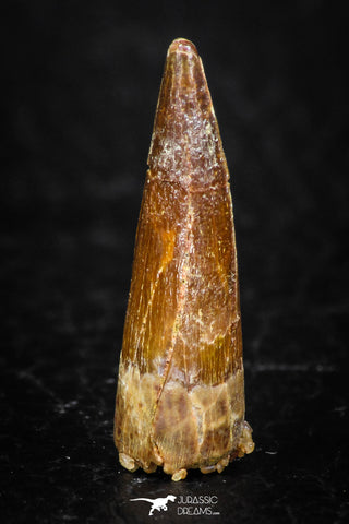 08172 - Well Preserved 1.00 Inch Spinosaurus Dinosaur Tooth Cretaceous