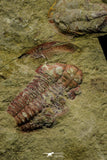 21117 - Rare Unidentified Asaphid + Toletanaspis sp Trilobites Lower Ordovician Fezouata Fm
