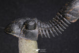 20051 - Top Well Prepared "Flying" 2.44 Inch Paralejurus spatuliformis Devonian Trilobite