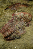 21117 - Rare Unidentified Asaphid + Toletanaspis sp Trilobites Lower Ordovician Fezouata Fm