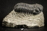 07150 - Top Detailed 2.20 Inch Austerops sp Lower Devonian Trilobite