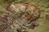 21117 - Rare Unidentified Asaphid + Toletanaspis sp Trilobites Lower Ordovician Fezouata Fm