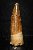 08172 - Well Preserved 1.00 Inch Spinosaurus Dinosaur Tooth Cretaceous