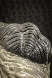 07150 - Top Detailed 2.20 Inch Austerops sp Lower Devonian Trilobite