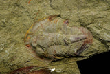 21117 - Rare Unidentified Asaphid + Toletanaspis sp Trilobites Lower Ordovician Fezouata Fm