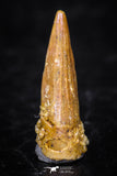08173 - Well Preserved 0.55 Inch Spinosaurus Dinosaur Tooth Cretaceous