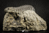 07150 - Top Detailed 2.20 Inch Austerops sp Lower Devonian Trilobite