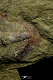 21117 - Rare Unidentified Asaphid + Toletanaspis sp Trilobites Lower Ordovician Fezouata Fm