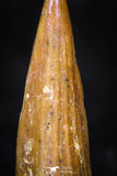 08173 - Well Preserved 0.55 Inch Spinosaurus Dinosaur Tooth Cretaceous