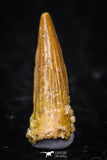 08173 - Well Preserved 0.55 Inch Spinosaurus Dinosaur Tooth Cretaceous