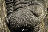 07150 - Top Detailed 2.20 Inch Austerops sp Lower Devonian Trilobite