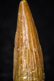 08173 - Well Preserved 0.55 Inch Spinosaurus Dinosaur Tooth Cretaceous