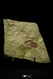 21117 - Rare Unidentified Asaphid + Toletanaspis sp Trilobites Lower Ordovician Fezouata Fm