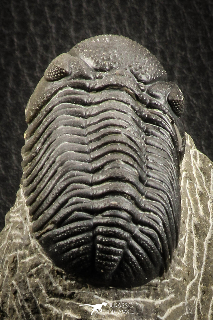 07150 - Top Detailed 2.20 Inch Austerops sp Lower Devonian Trilobite