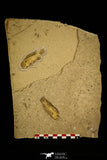 30152 - Top Quality Association of 3 Perciformes Fossil Fishes - Oligocene, Lebanon
