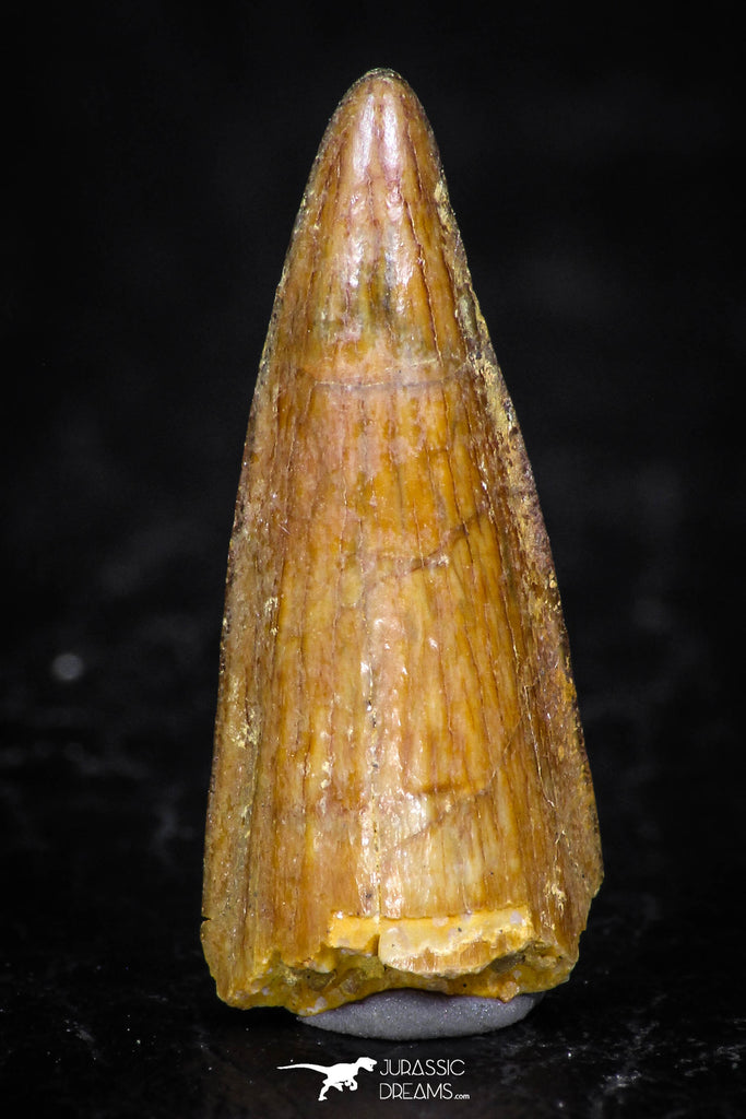 08174 - Well Preserved 0.78 Inch Spinosaurus Dinosaur Tooth Cretaceous