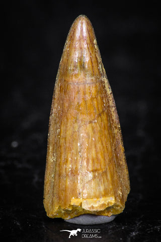 08174 - Well Preserved 0.78 Inch Spinosaurus Dinosaur Tooth Cretaceous