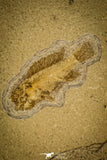 30152 - Top Quality Association of 3 Perciformes Fossil Fishes - Oligocene, Lebanon
