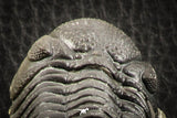 07150 - Top Detailed 2.20 Inch Austerops sp Lower Devonian Trilobite