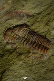 21117 - Rare Unidentified Asaphid + Toletanaspis sp Trilobites Lower Ordovician Fezouata Fm