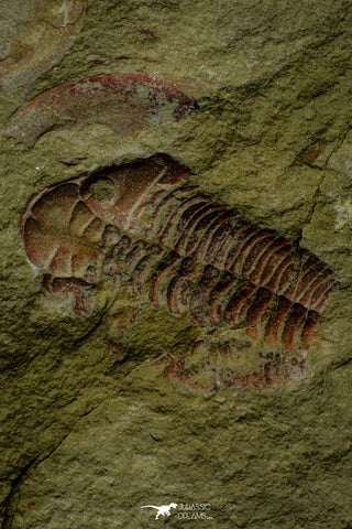 21117 - Rare Unidentified Asaphid + Toletanaspis sp Trilobites Lower Ordovician Fezouata Fm