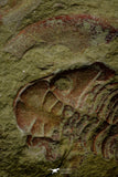 21117 - Rare Unidentified Asaphid + Toletanaspis sp Trilobites Lower Ordovician Fezouata Fm