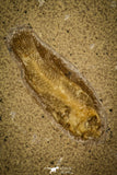 30152 - Top Quality Association of 3 Perciformes Fossil Fishes - Oligocene, Lebanon