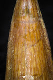 08174 - Well Preserved 0.78 Inch Spinosaurus Dinosaur Tooth Cretaceous