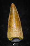 08174 - Well Preserved 0.78 Inch Spinosaurus Dinosaur Tooth Cretaceous