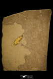 30152 - Top Quality Association of 3 Perciformes Fossil Fishes - Oligocene, Lebanon