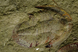 21117 - Rare Unidentified Asaphid + Toletanaspis sp Trilobites Lower Ordovician Fezouata Fm