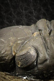 07151 - Top Rare Detailed 2.92 Inch Reedops sp Lower Devonian Trilobite
