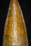 08174 - Well Preserved 0.78 Inch Spinosaurus Dinosaur Tooth Cretaceous