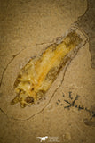 30152 - Top Quality Association of 3 Perciformes Fossil Fishes - Oligocene, Lebanon