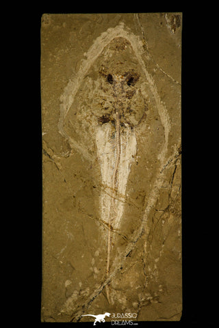 30153- Top Rare 7.64 Inch Rhinobatos sp Guitar Fish Fossil - Cretaceous Lebanon