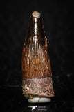 08175 - Well Preserved 0.83 Inch Spinosaurus Dinosaur Tooth Cretaceous