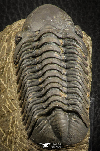 07151 - Top Rare Detailed 2.92 Inch Reedops sp Lower Devonian Trilobite