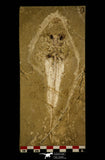 30153- Top Rare 7.64 Inch Rhinobatos sp Guitar Fish Fossil - Cretaceous Lebanon