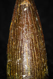 08176 - Well Preserved 0.85 Inch Spinosaurus Dinosaur Tooth Cretaceous