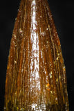 08176 - Well Preserved 0.85 Inch Spinosaurus Dinosaur Tooth Cretaceous