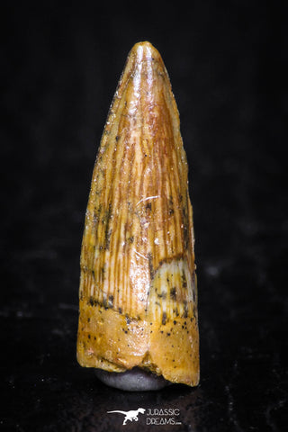 08177 - Well Preserved 0.79 Inch Spinosaurus Dinosaur Tooth Cretaceous
