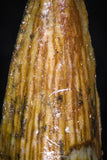 08177 - Well Preserved 0.79 Inch Spinosaurus Dinosaur Tooth Cretaceous