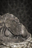 07152 - Superb Bug Eyed 2.02 Inch Coltraneia effelesa Middle Devonian Trilobite